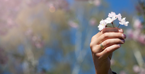 Man hand holding Sakura flowers.