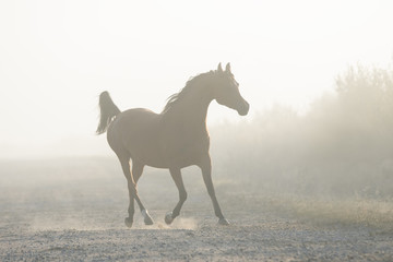 Obraz na płótnie Canvas The silhouette of a beautiful arabian horse running free in the foggy haze, a portrait in motion in the mist