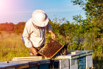 Young beekeeper working in the apiary. Beekeeping concept. Beekeeper harvesting honey
