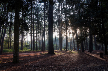 Sun entering among trees in a dark forest