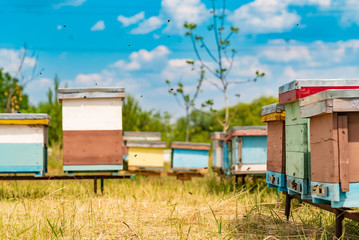 Fototapeta na wymiar Hives in an apiary. Life of worker bees. Work bees in hive. Apiculture.