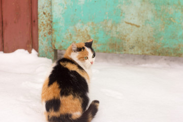 beautiful tricolor cat sitting in the snow