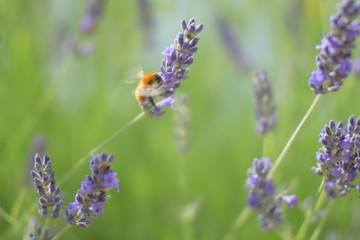 Lavendel Hummel3