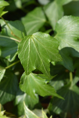Common ivy