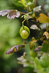 Obraz premium Gooseberry Hinnomaki Green