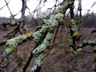 A branch of an apple tree with moss close-up at a winter cottage