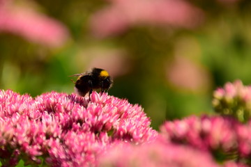 Hummel1