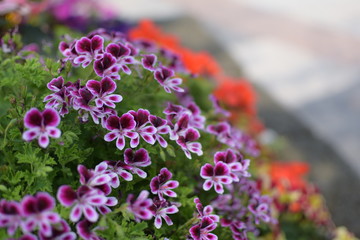 Obraz premium Blumen Italien2