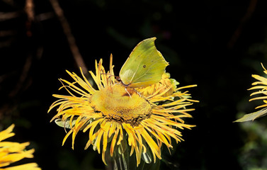  Schmetterling mit Blume