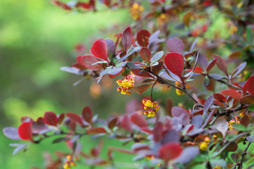 plum tree branch with red leaves