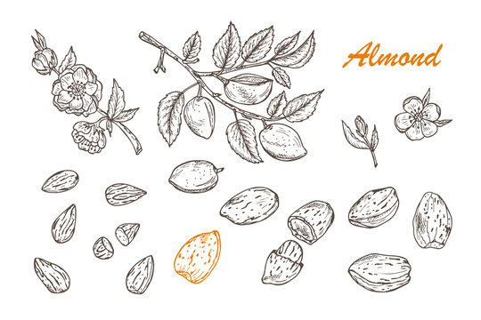 Hand drawn Almonds set: Branches with leaves and immature fruit. Blossoming almond. Nuts and kernels. Vector illustration.