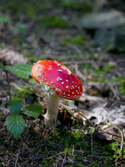 fly agaric in moss, forest, wet