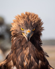 Eagle Portrait