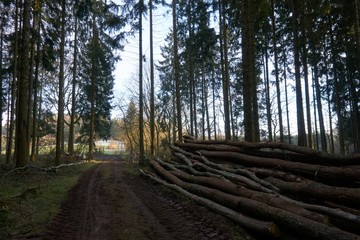 Fototapeta na wymiar Forest trees photographed in January in Eifel Germany.
