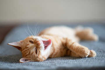 Cute red kitten with classic marble pattern sleeps on sofa and yawning. Adorable little pet. Cute...