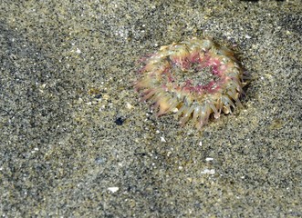 closeup of a pink tipped sea anemone on sand during low tide