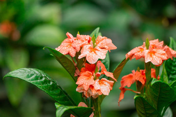 Beautiful close up of blooming orange reed Bomarea Ovallei (Alstroemeriaceae). Drops on leaves on a green background. Soft focus