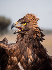 Eagle Portrait