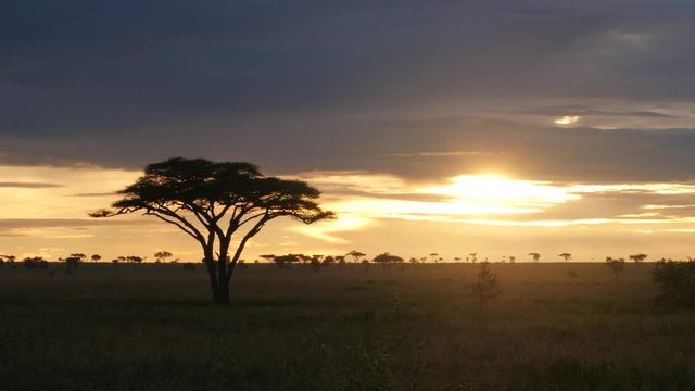 Acacia tree in Serengeti National park during golden sunset