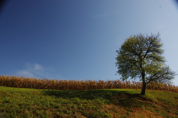 Feld im Spätsommer IV
