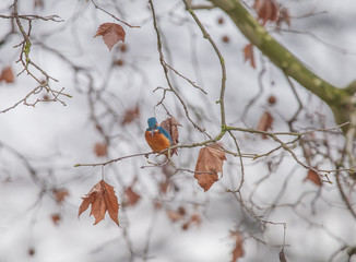 Eisvogel  Kingfisher