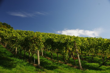 Naklejka premium Feld im Herbst III