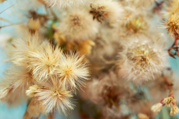 fluffy thistle and dandelion flowers and seeds closeup