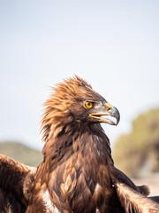 Eagle Portrait