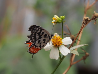 butterfly on flower