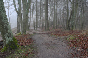 Misty forest in the Czech Republic