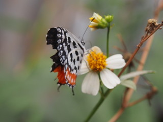 butterfly on flower