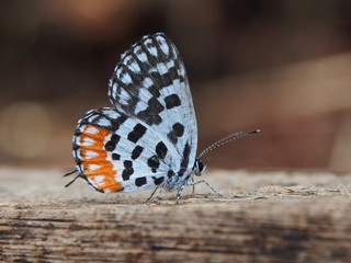 butterfly on leaf