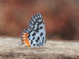 butterfly on leaf