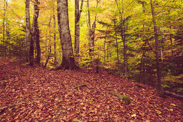 Fototapeta premium Piękny jesienny krajobraz