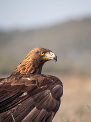 Eagle Portrait