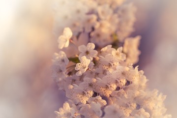 Beautiful cherry blossom symbol of spring season time. Many wonderful blooms on a branch of a tree with a nice bokeh