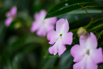 pink flower in garden