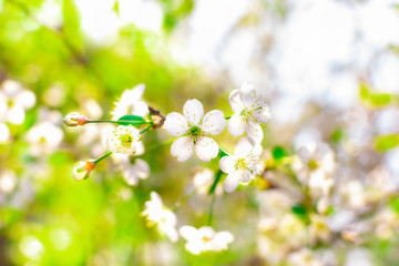 Closeup of cherry branch with white flowers and buds in early spring in a garden on a sunny clear day. Blossoming plants in springtime. Natural background with copy space.
