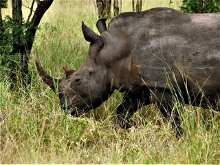 PARC KRUGER - Rhinoceros 3
