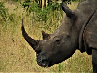 PARC KRUGER - Rhinoceros 2