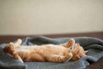 Cute red kitten with classic marble pattern sleeps on the back on sofa. Adorable little pet. Cute...