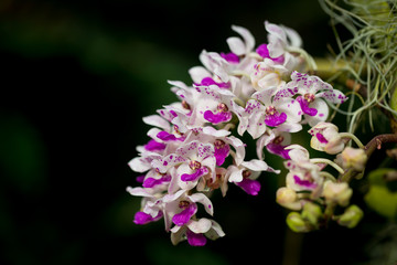 Orchid flowers that are colorful in nature.