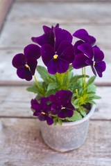 Fototapeta na wymiar Colorful flowers pansies in a pot. Violas or Pansies Closeup in a Garden. Gardening.