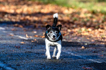 Un Jack Russell sans sa laisse 