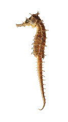 Dried sea horse