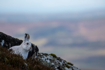 mountain hare, Lepus timidus, close up environmental shot of hare in white winter moult surrounded by snowless ground during January in Scotland, cairngorms national park. 