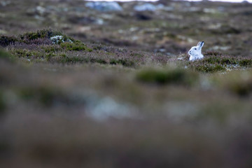 mountain hare, Lepus timidus, wide environmental shot of hare in white winter moult surrounded by snowless ground during January in Scotland, cairngorms national park. 
