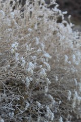 During Winter months in Joshua Tree National Park of the Southern Mojave Desert, cold temperature dwindles this native Narrowleaf Sandpaper Plant, Petalonyx Thurberi, into pale dormancy.