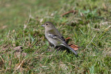very small passerine bird endemic of Madeira island (madeira firecrest, madeira kinglet, regulus madeirensis)