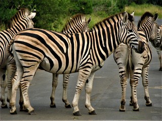 Parc KRUGER - Zèbres 2
